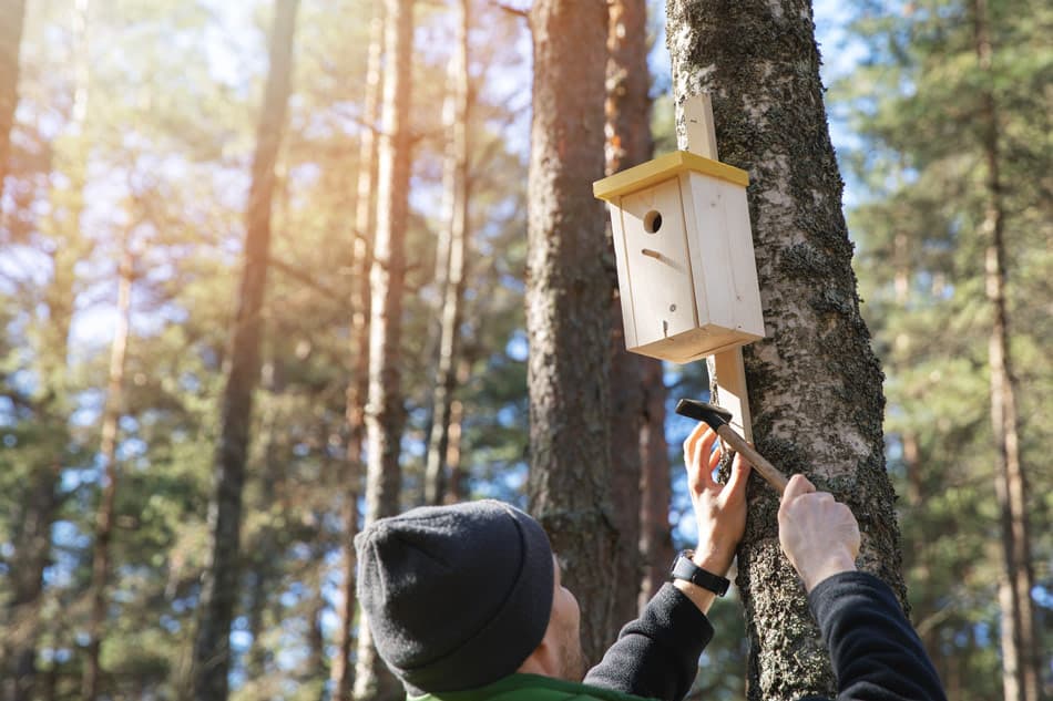 woodpecker house and nest