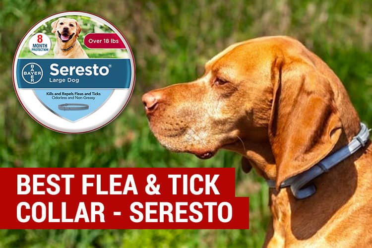 best flea and tick collar