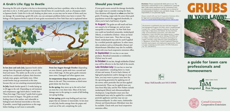 how to treat grubs in your lawn brochure
