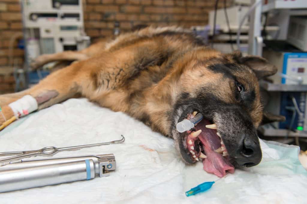 German shepherd inserted probe on operating table in veterinary hospital
