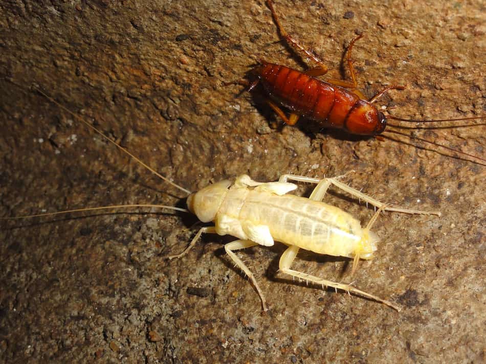 are white cockroaches rare