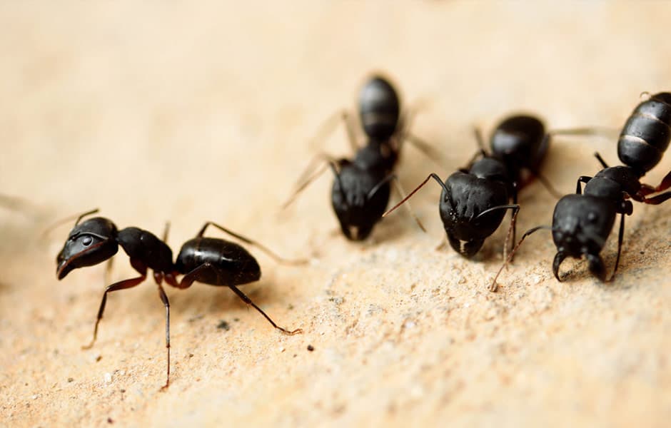carpenter ants