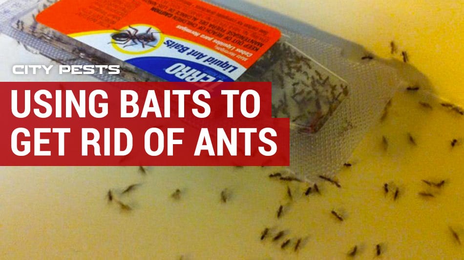 using baits and gels to get rid of ants