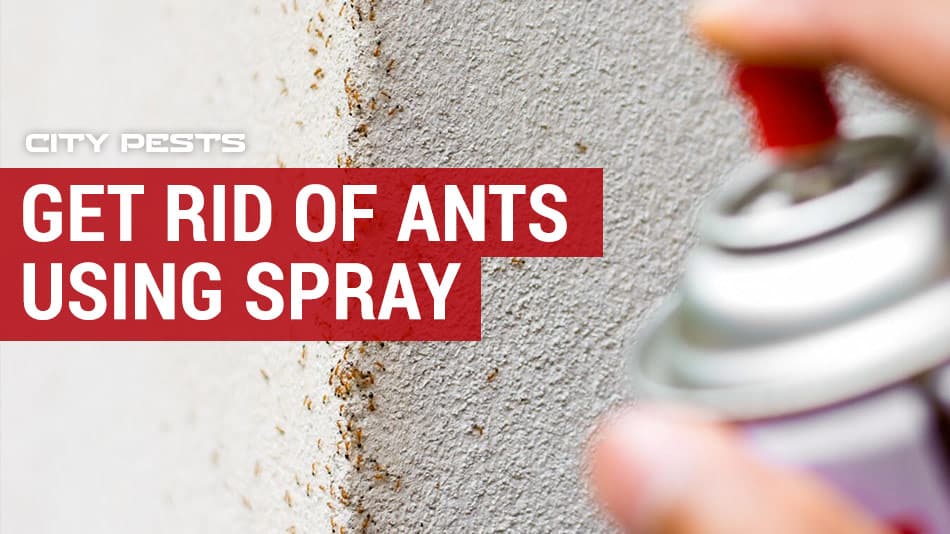 how to get rid of ants using spray