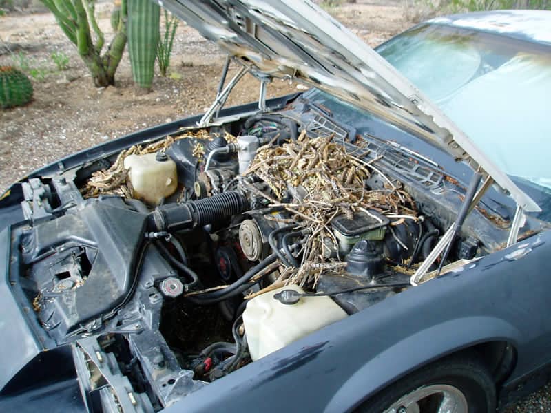 how to get rid of packrats in your car