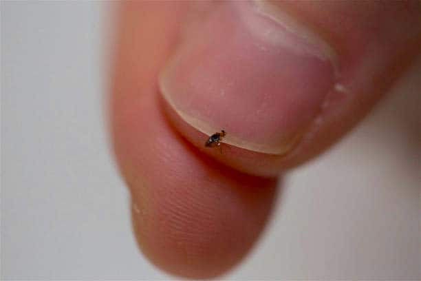 how long can fleas live on humans