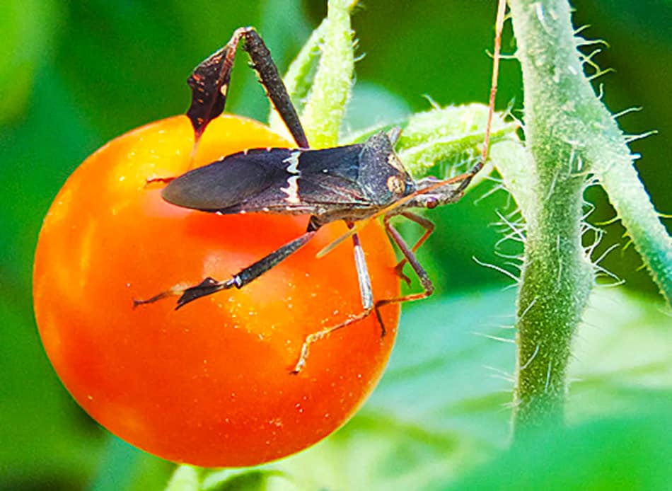 what insects does sevin dust kill