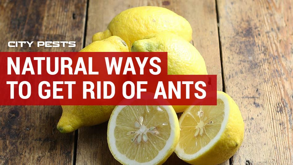 natural methods to get rid of ants