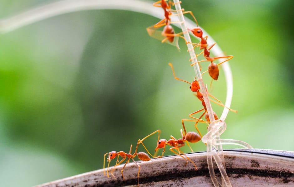 red imported fire ants