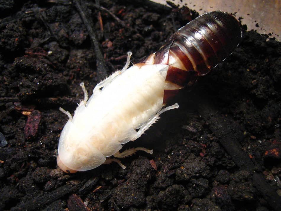 the white or albino coackroach