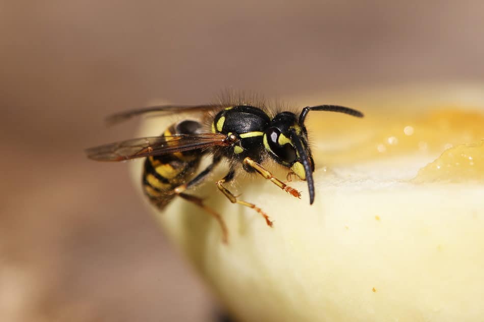 why are wasps worse in fall