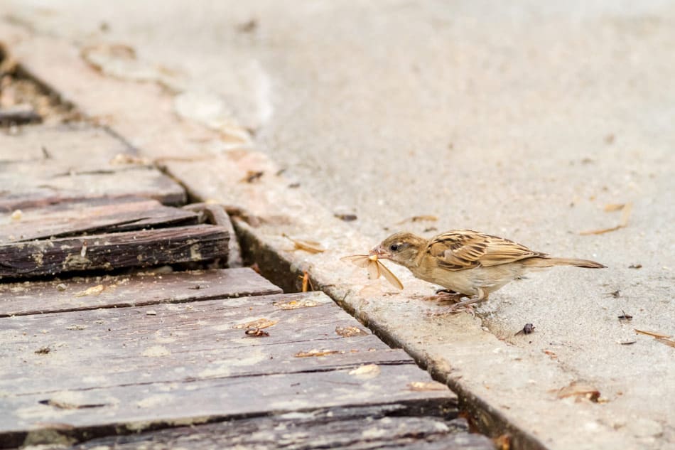 bird eating a termite