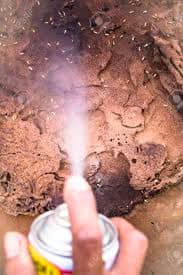 using fly spray to kill termites