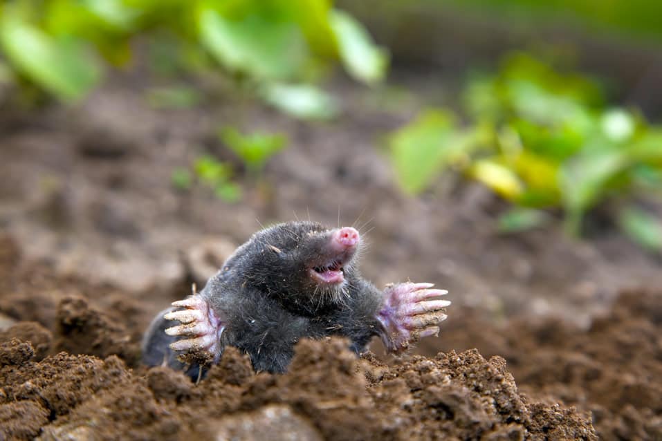 moles eat termites