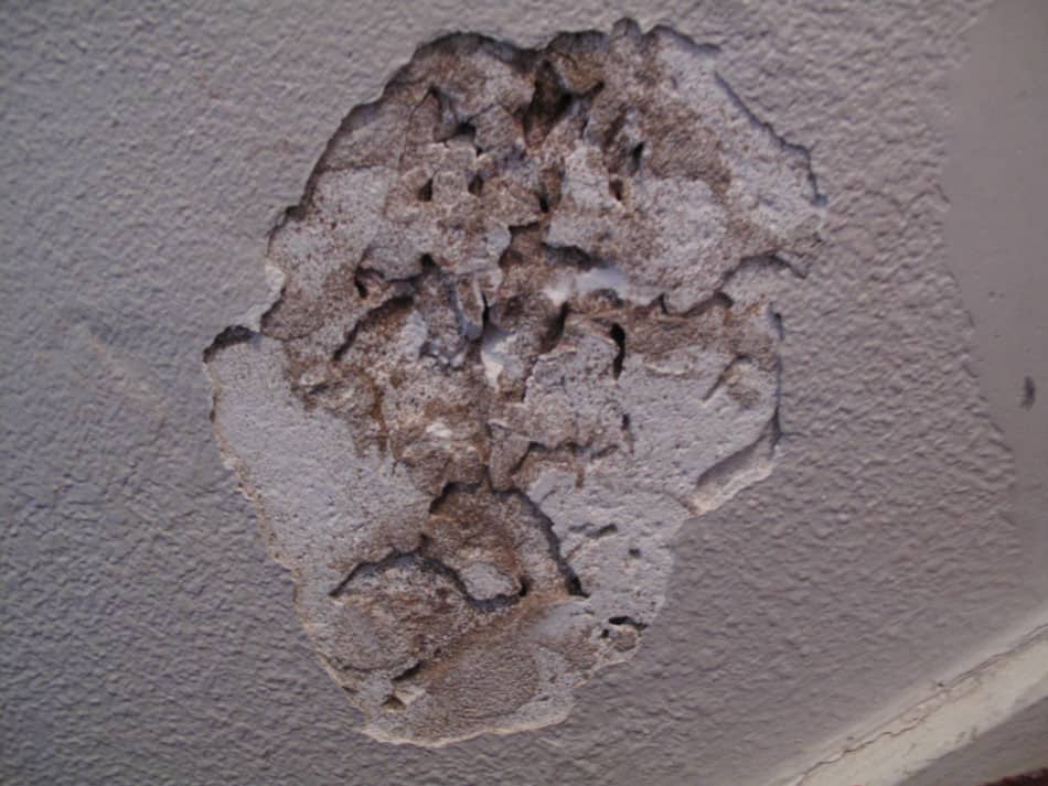 termite damage in sheetrock