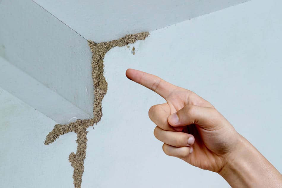 evidence and signs of termite damage