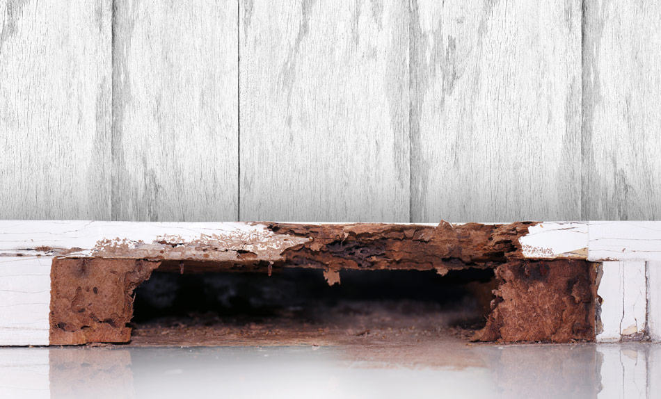 house with termite damage