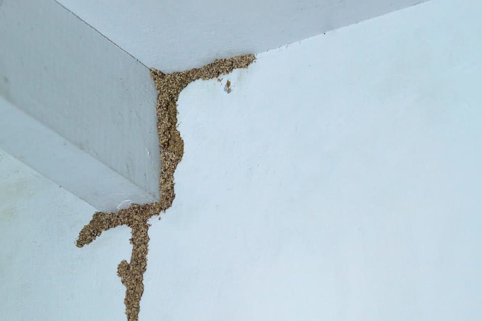 do termites eat sheetrock