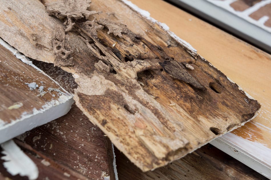 do termites eat painted wood