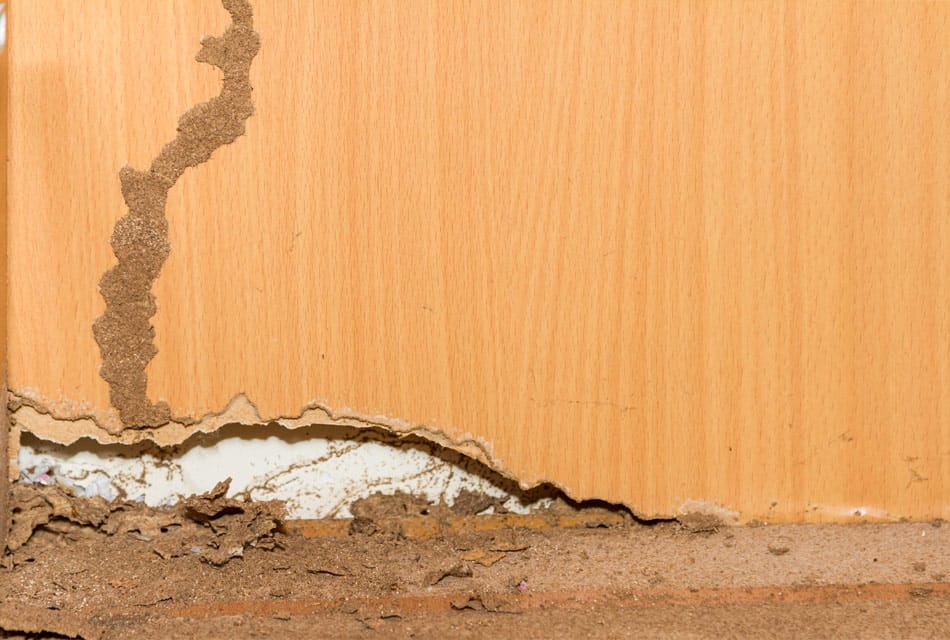 do termites eat particle board