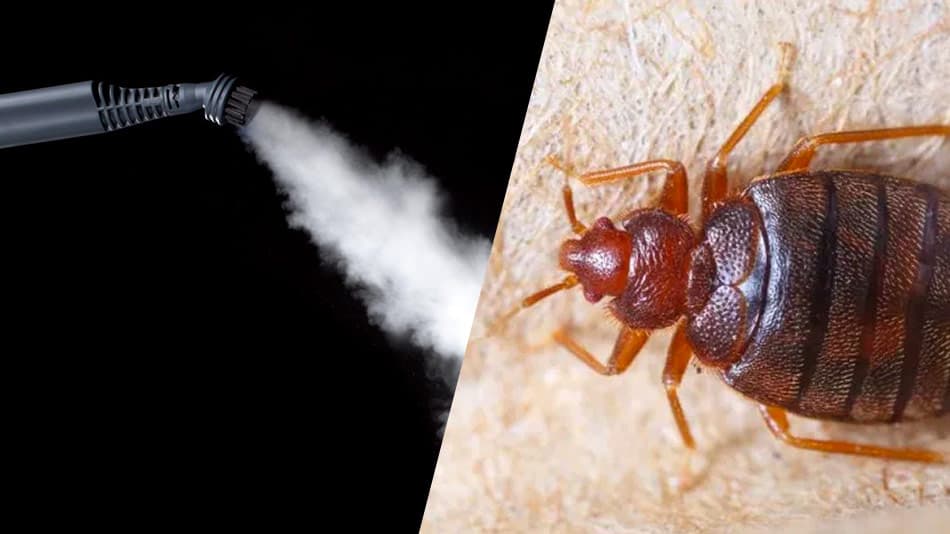how do you use a mcculloch steam cleaner for bed bugs