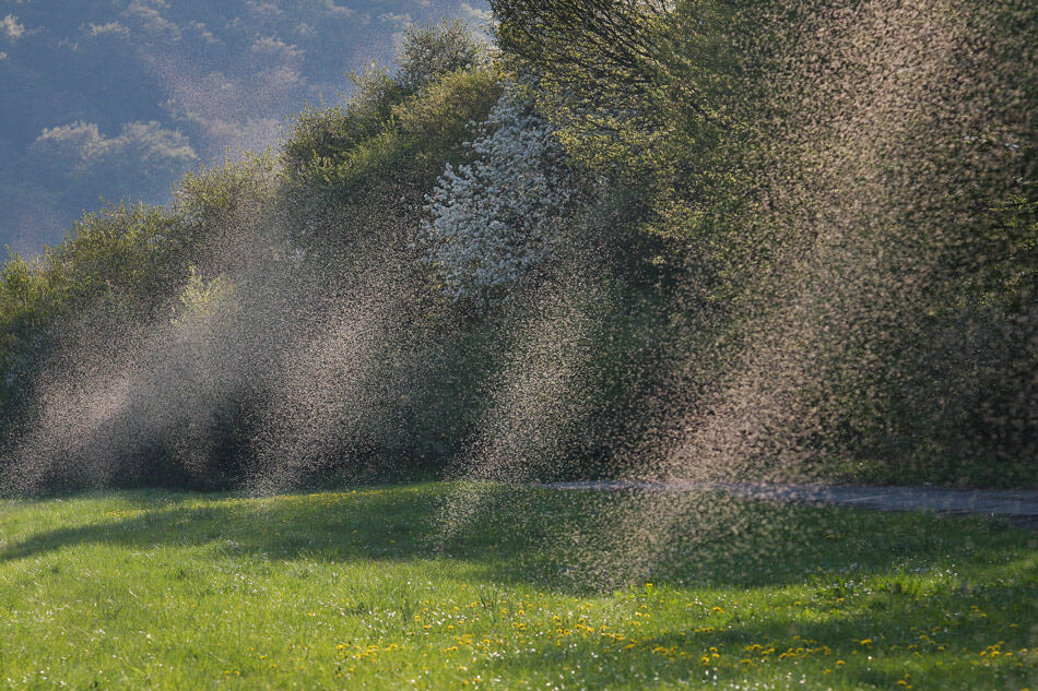 killing mosquitoes with Permethrin chemicals