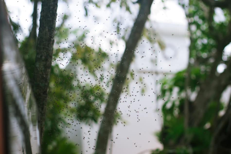 mosquito fogging does work