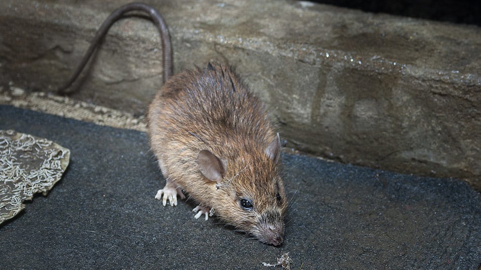 rat dying after eating poison