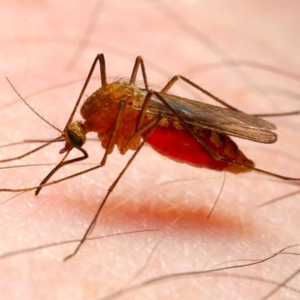 Anopheles Mosquito identification