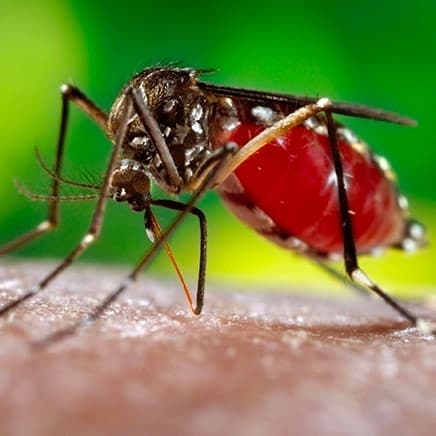 Culex Mosquito identification