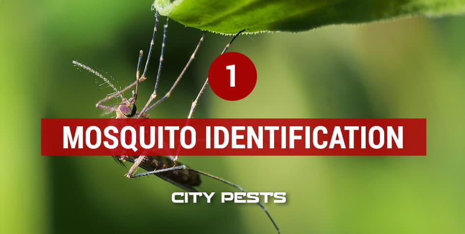 how to identify mosquitoes