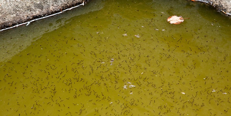 mosquito larvae in standing-water