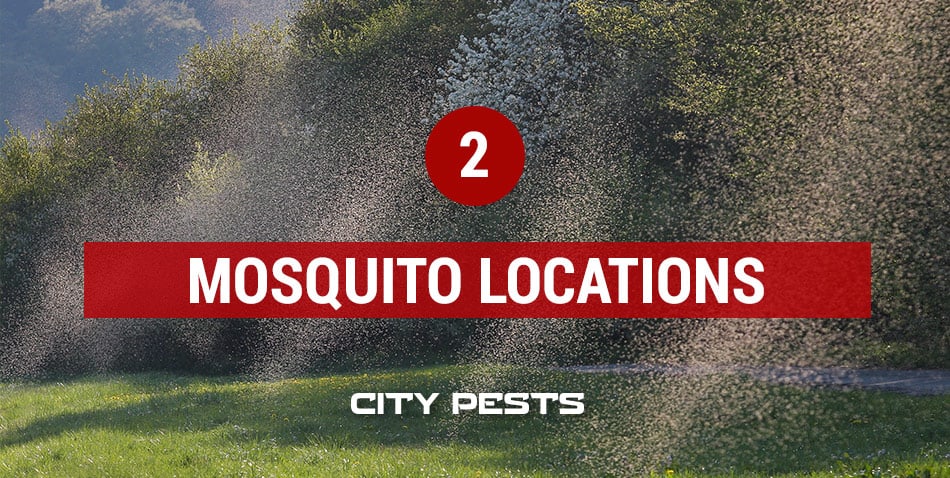 where do you find mosquitoes