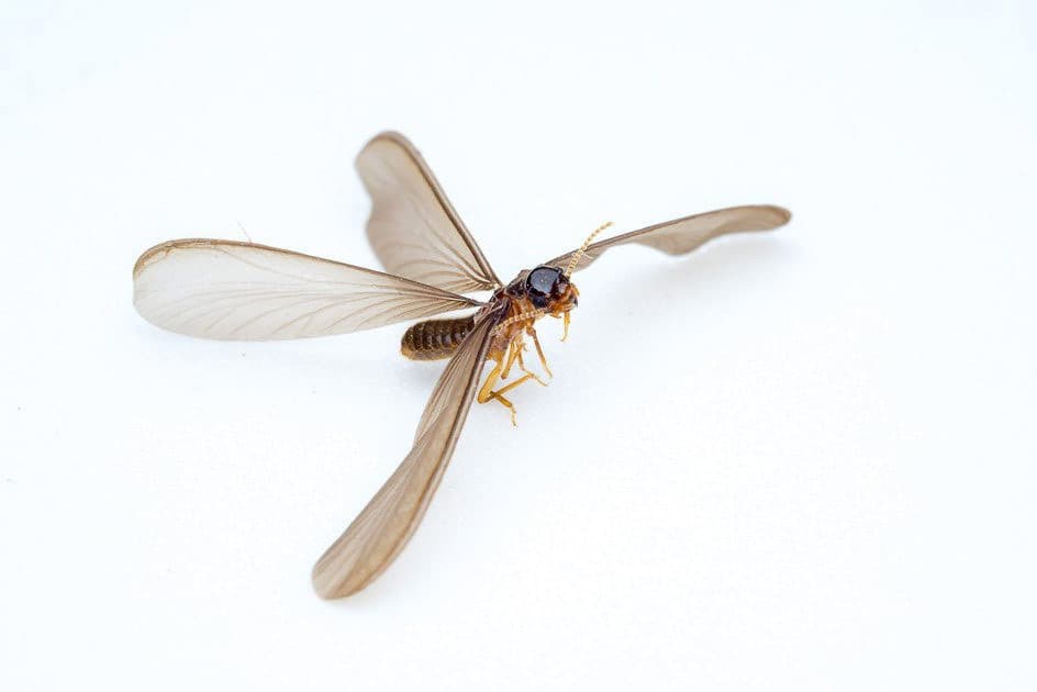 get rid of flying termites fast