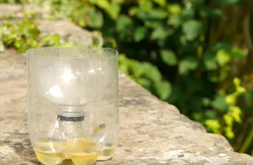 how to make sugar wasp traps