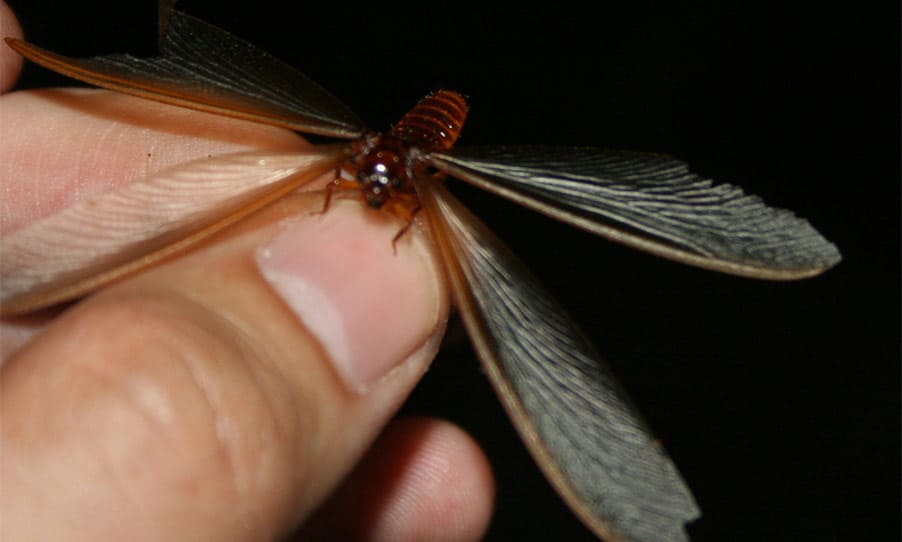 termite with wings close up
