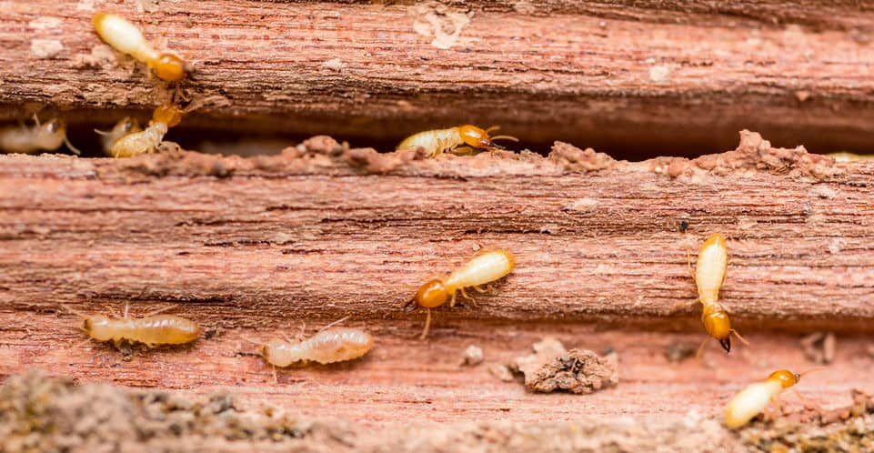 best nematodes for termites