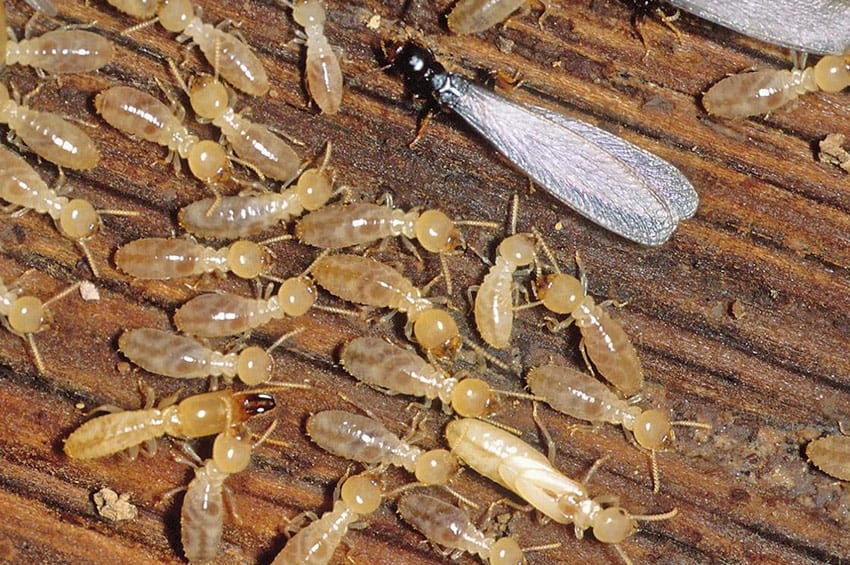 an exterminator can stop termites in your home