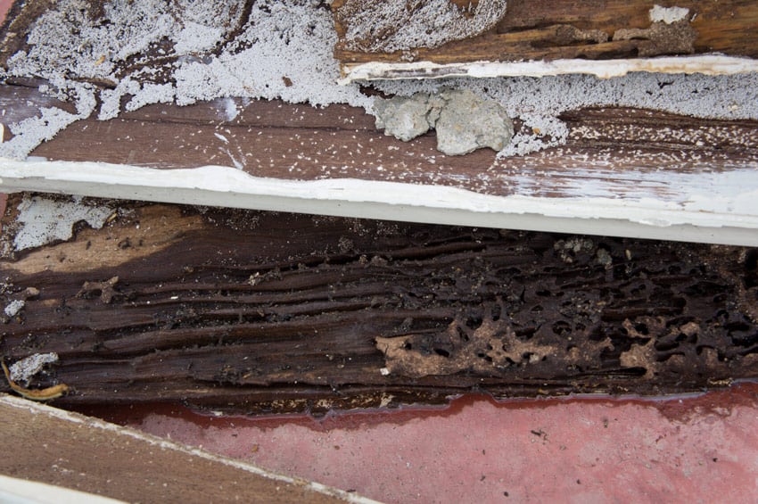 termite damaged wood
