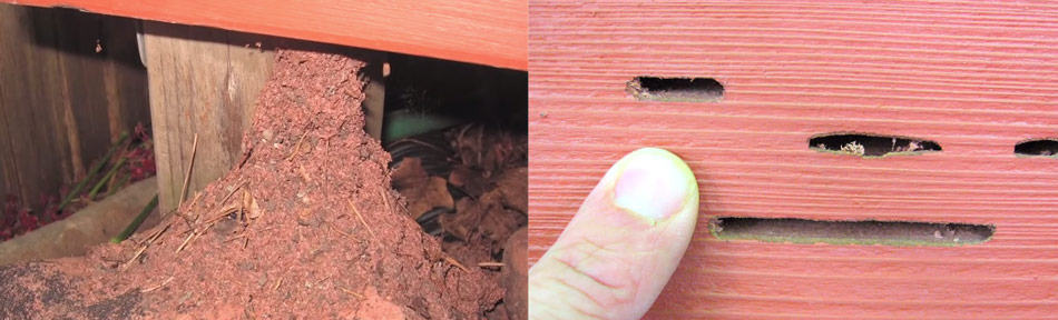 carpenter ant wood damage