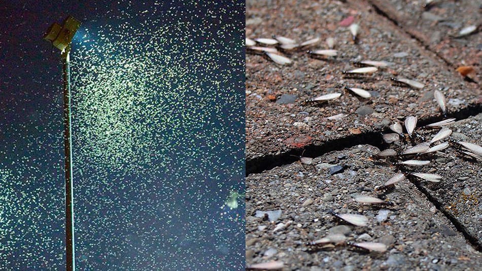 when do termites get active