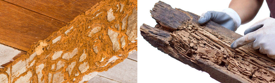 termite damage vs carpenter ant damage