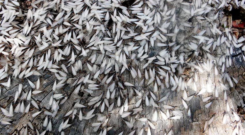 termite swarmers
