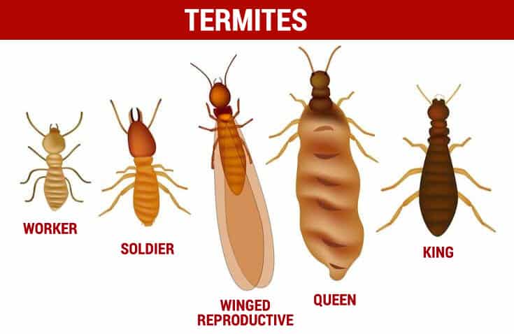 what do termites look like
