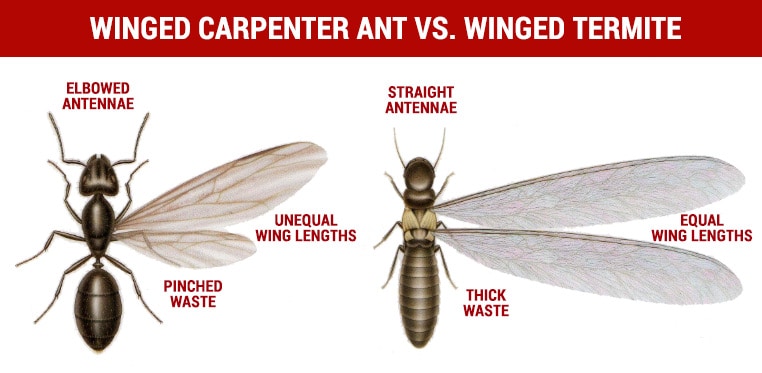 winged carpenter ant vs winged termite