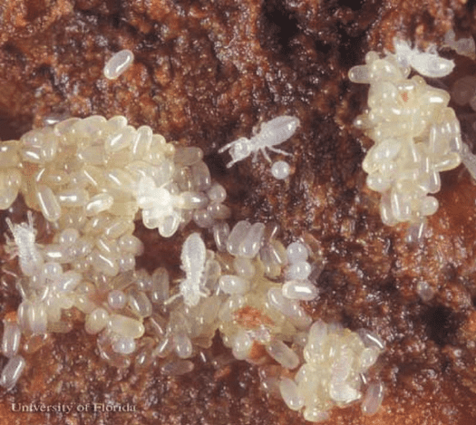 Swarm of the eastern-subterranean termite larvae