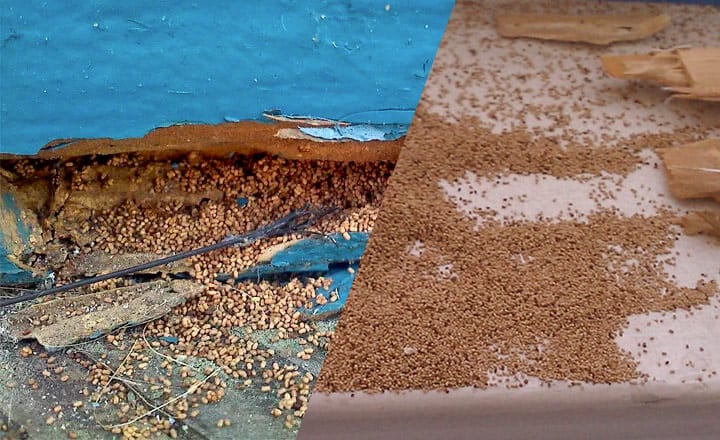 can termite frass make you sick