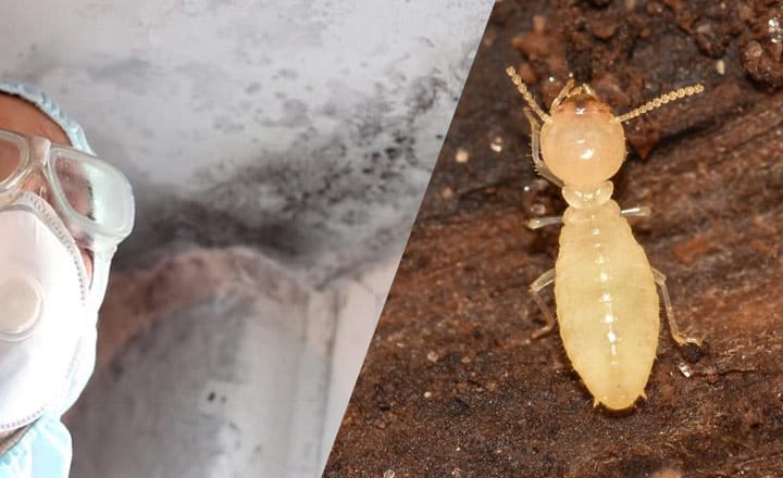 can termites cause mold