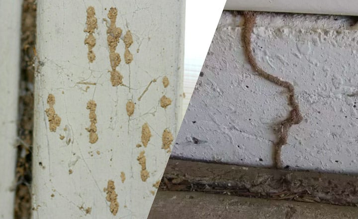 signs you have termites in your walls