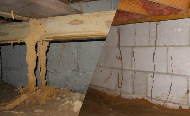 large subterranean termite mud tubes